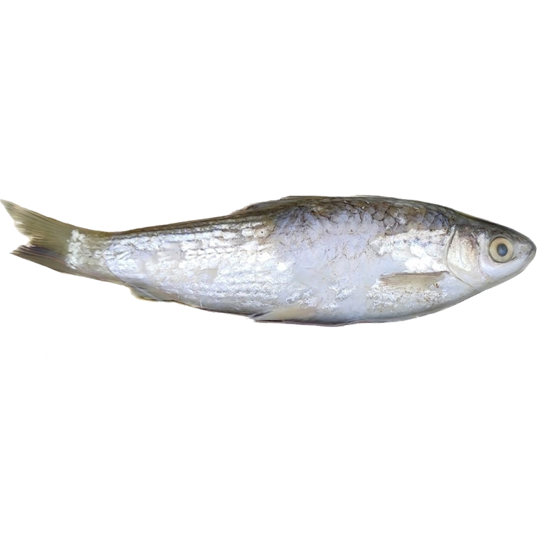 BATA