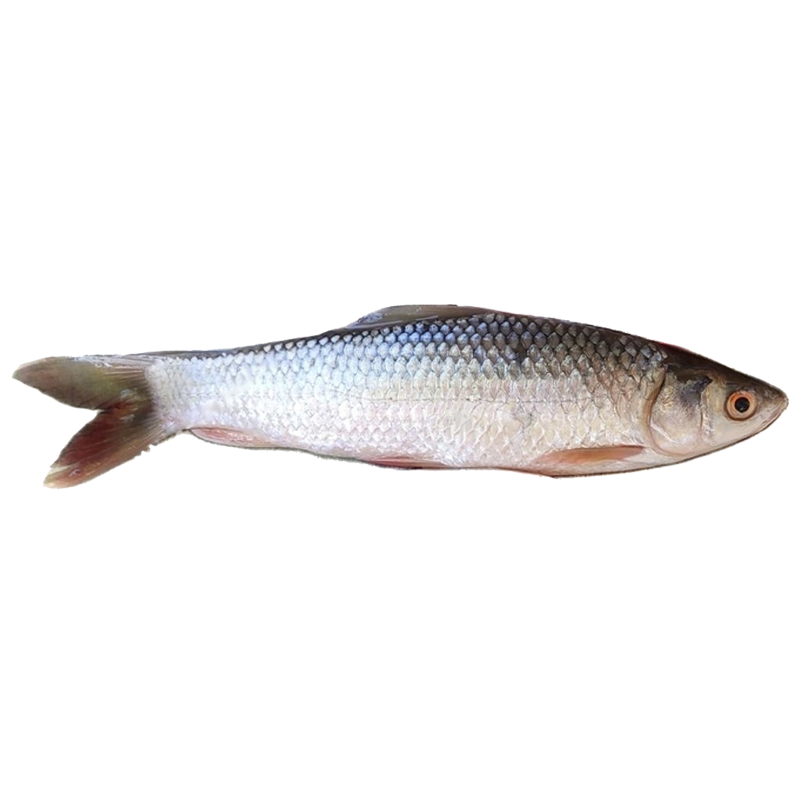 MRIGAL