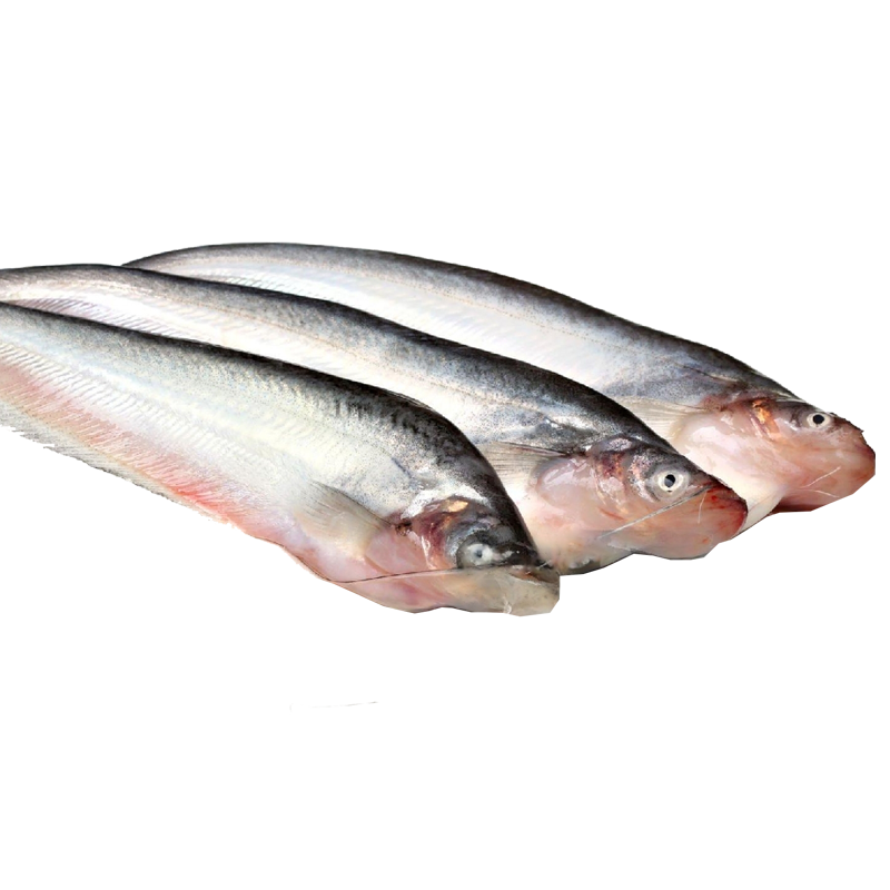 Pabda