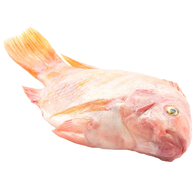 TILAPIA