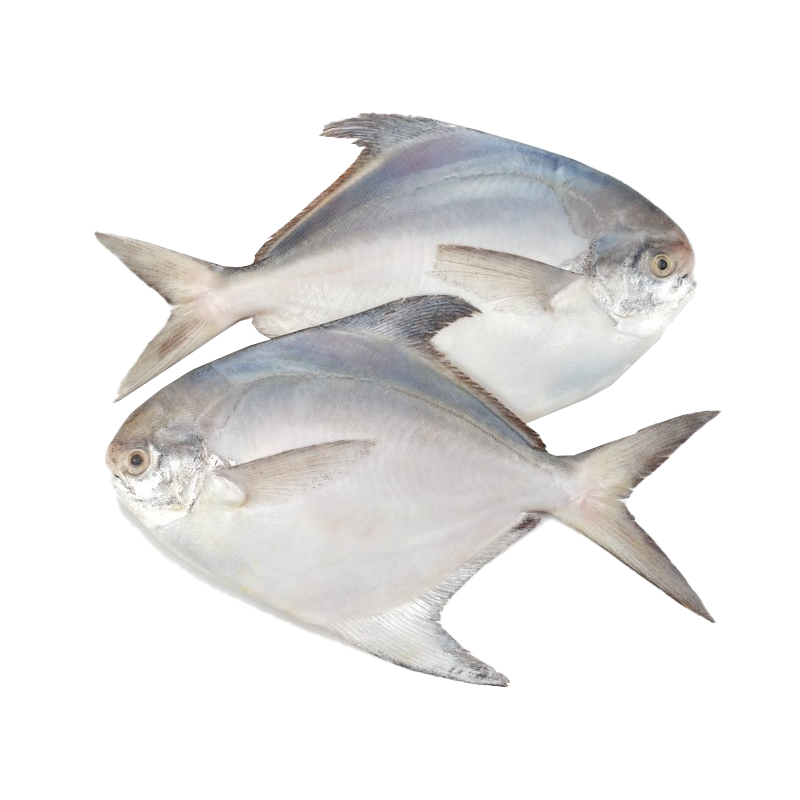WHITE POMFRET