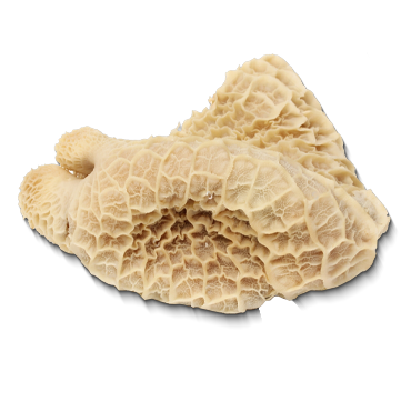 MUTTON TRIPE