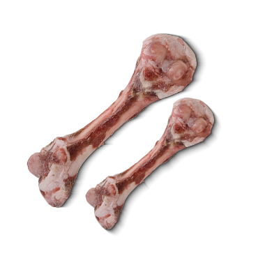 MUTTON FEMOUR BONE