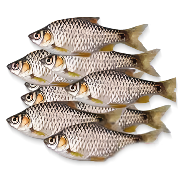 D.PUTI CLEAN 2.5 KG