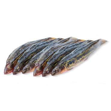 GUTUM (BLK) (250 GRAMS*25 PKT)