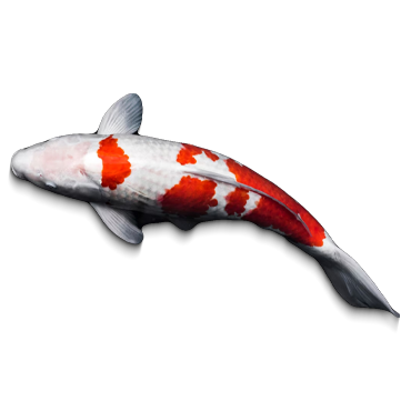 KOI (BLK)(500 GRAMS*15 PKT)