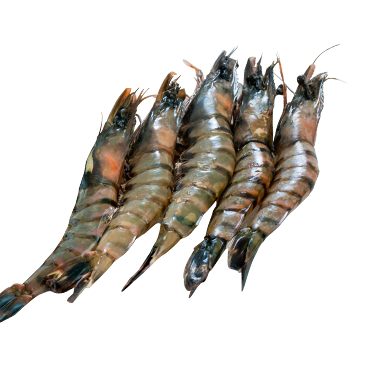 PRAWN 9/12