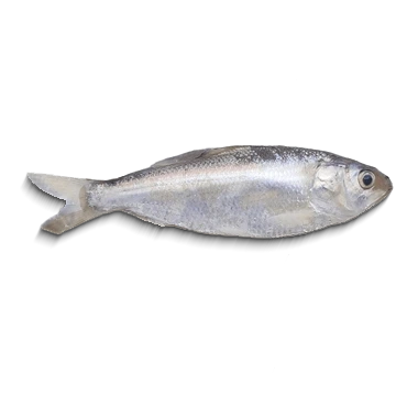 SEA CHAPILA (BLK) (250 GRAMS*25 PKT)