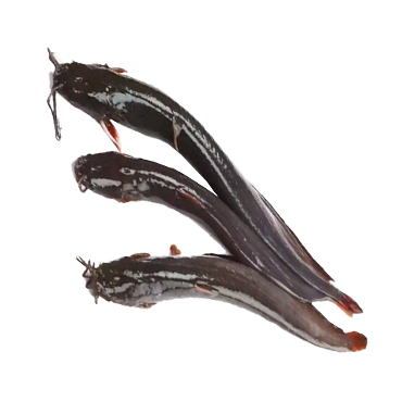  SHING CL (BLK) (500 GRAMS*15 PKT)