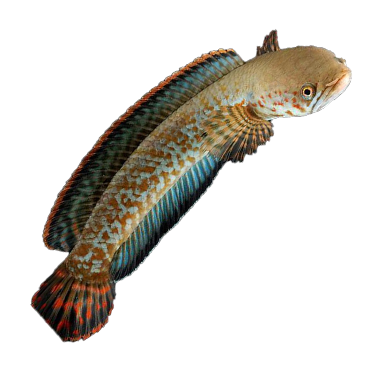 SNAKE HEAD FISH 270-290
