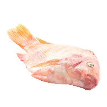 TILAPIA 1.5 UP