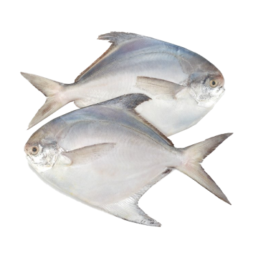 WHITE POMFRET 150/200 GM