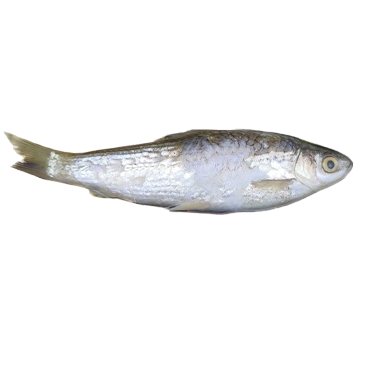 BATA (400 GRAMS*15 PKT)