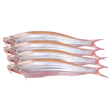 KAJOLI (250 GRAMS*15 PKT)
