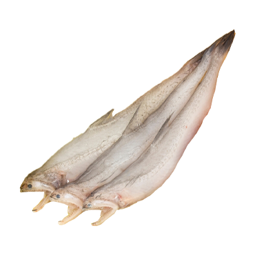 LOITA XL 10 KG*1 CTN