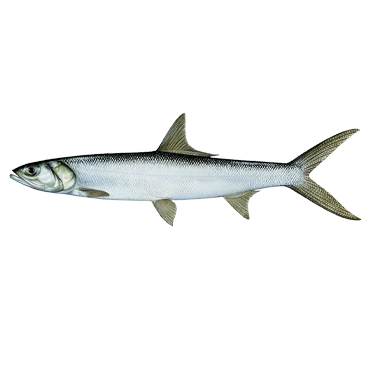 LADY FISH (500 GRAMS*20 PKT)