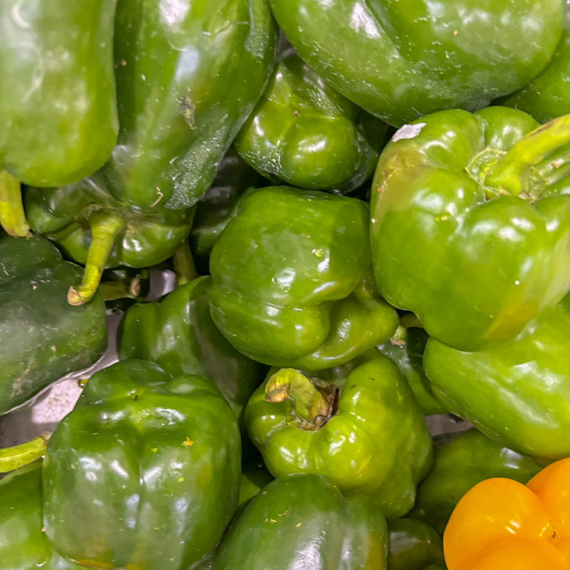 capsicum