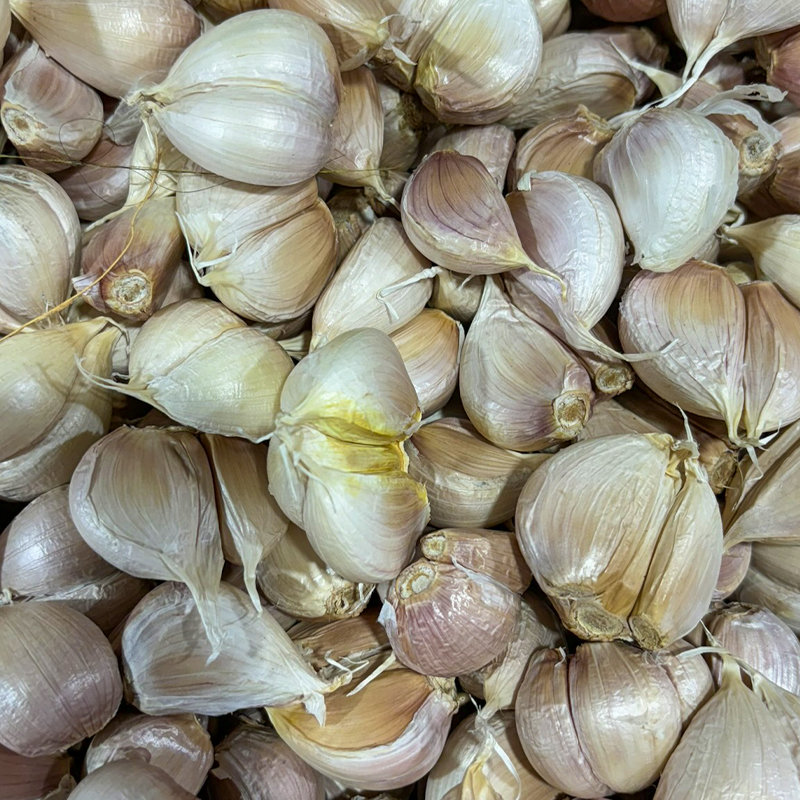 Garlic