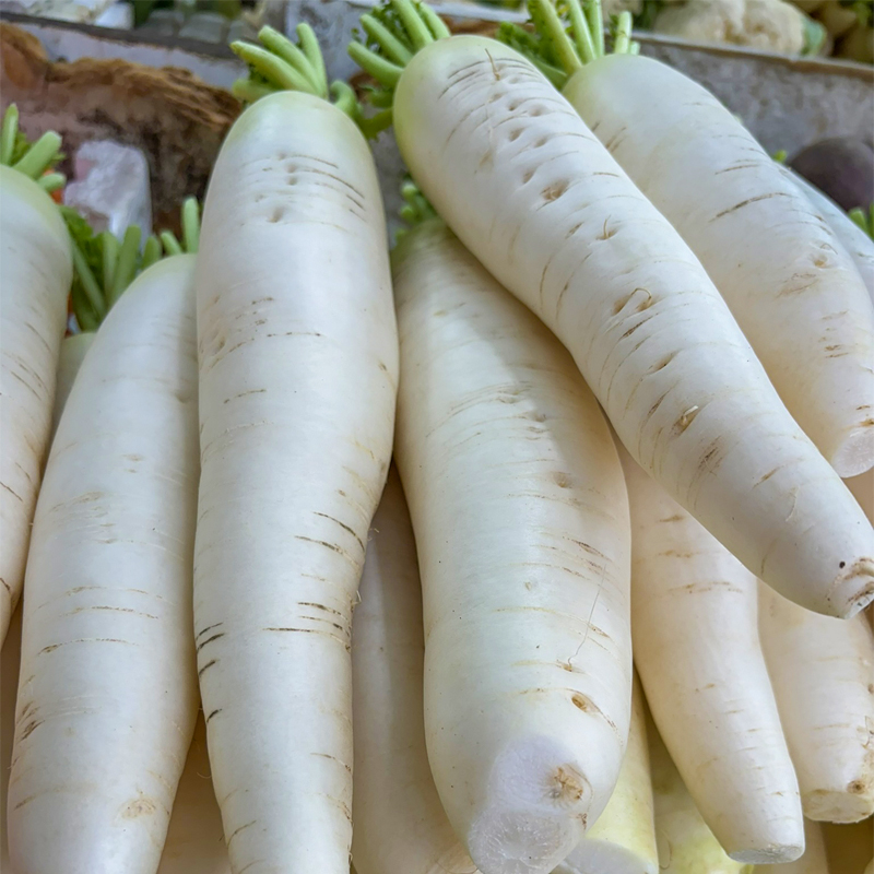 Radish small