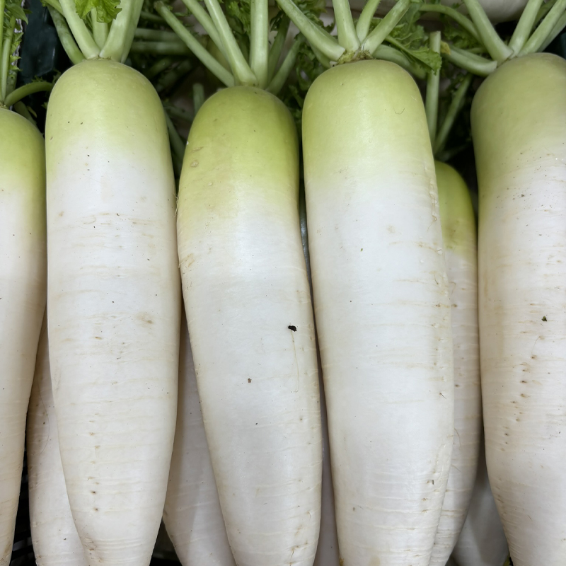 Radish big