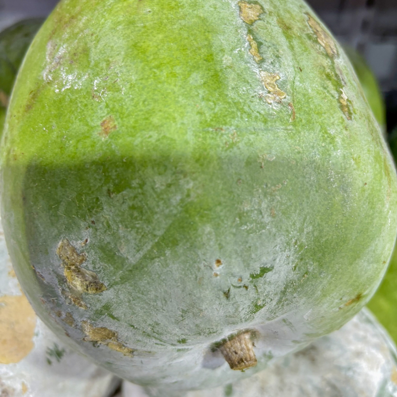 wax  gourd